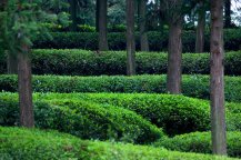 土壤水勢速測儀預防夏季茶園高溫